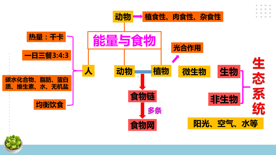 新大象版科学五年级下册第四单元复习课件+练习（33张PPT）.pptx_第2页