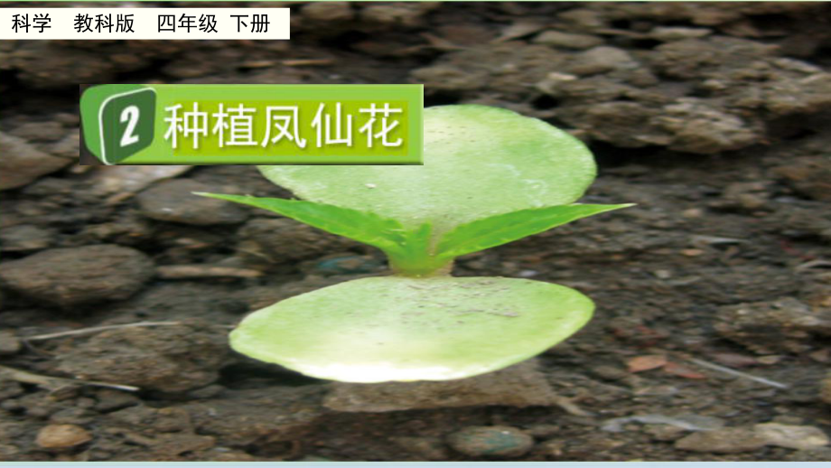 教科版科学四年级下册1.2 种植凤仙花课件.pptx_第1页