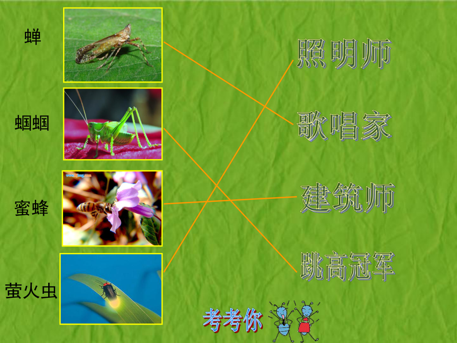 虫虫虫 ppt课件(共27张PPT)-新苏少版二年级下册《美术》.pptx_第3页