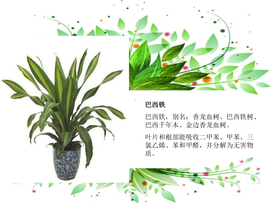 五年级上册美术课外班课件-植物里的女孩(共13张PPT)-全国通用.pptx_第3页