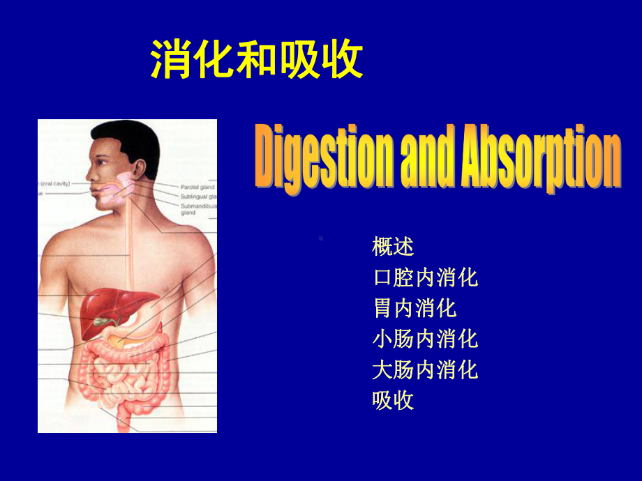 医学精品课件：消化 (3).ppt_第1页