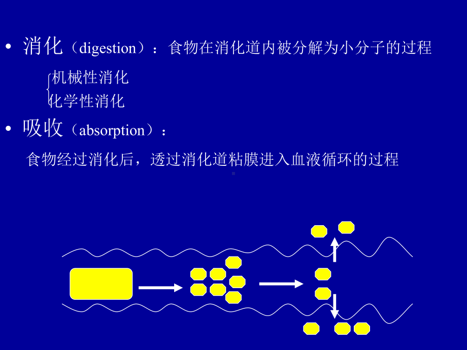 医学精品课件：消化 (3).ppt_第3页