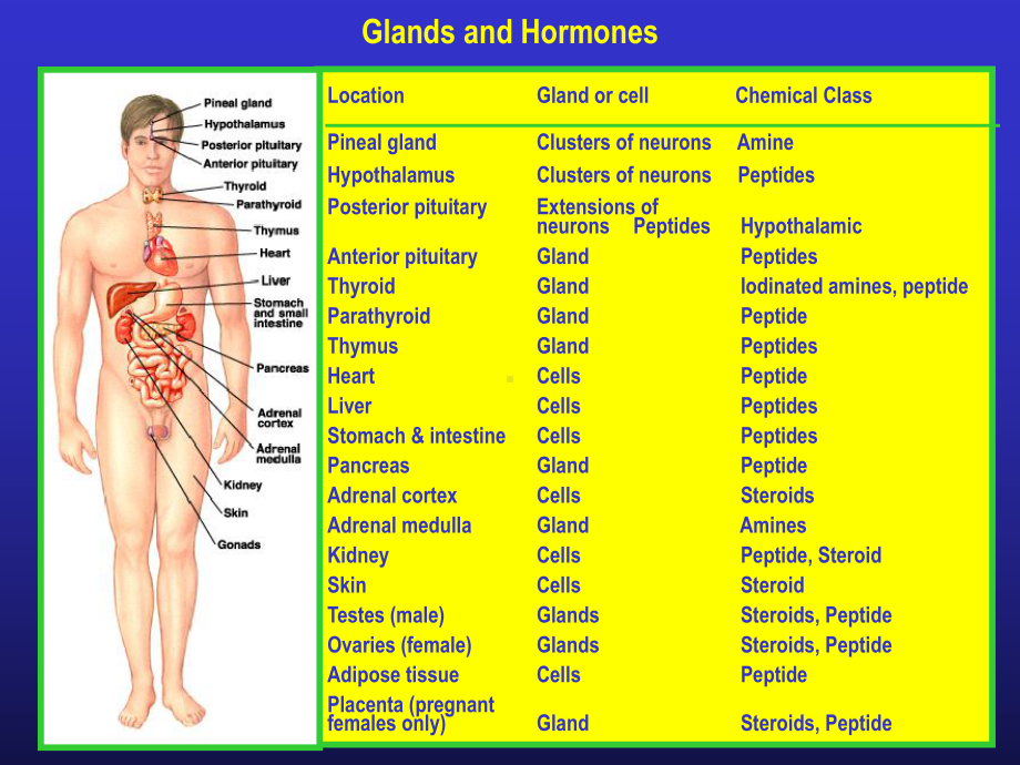 医学精品课件：内分泌 (2).ppt_第2页