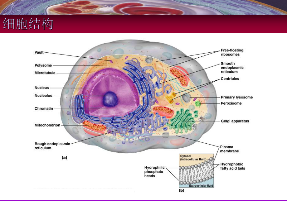医学精品课件：细胞-结构与功能.ppt_第2页