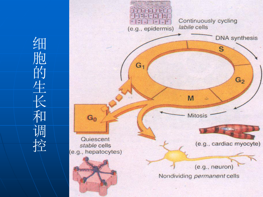 医学精品课件：损伤修复.ppt_第2页