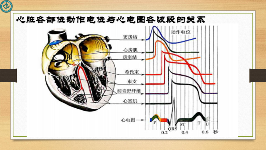 医学精品课件：心电图课件.ppt_第3页