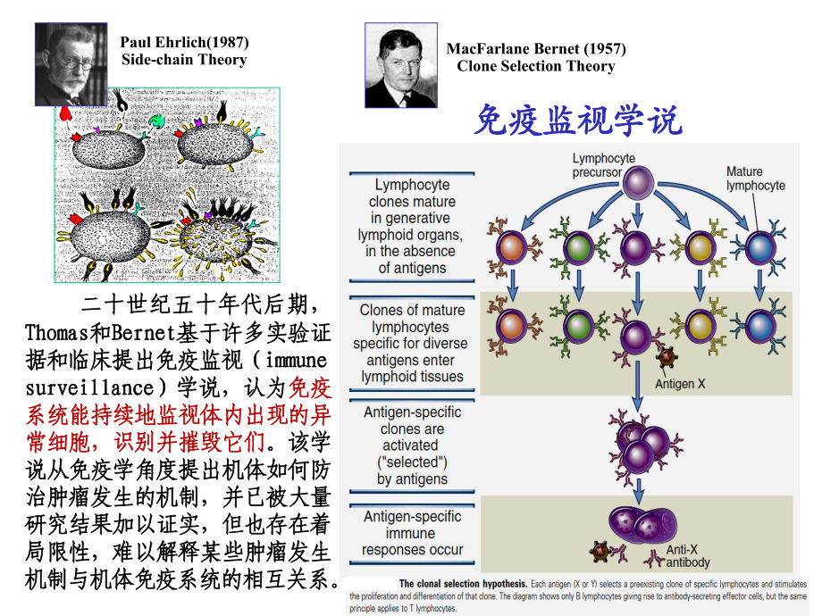 医学精品课件：4.肿瘤与免疫-逃逸免疫机制.pptx_第3页