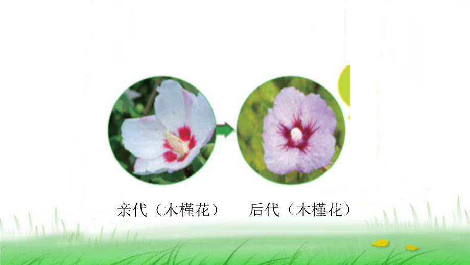 6.2.3《形形色色的植物》ppt课件-2023新教科版六年级下册《科学》.ppt_第3页