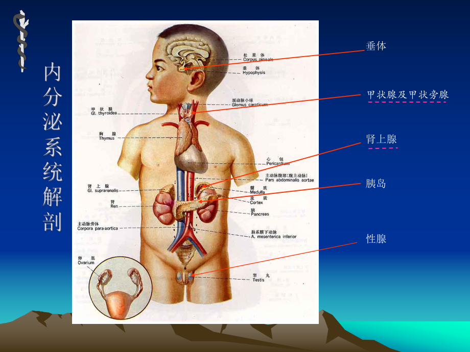 医学精品课件：内分泌-谭凡.ppt_第3页