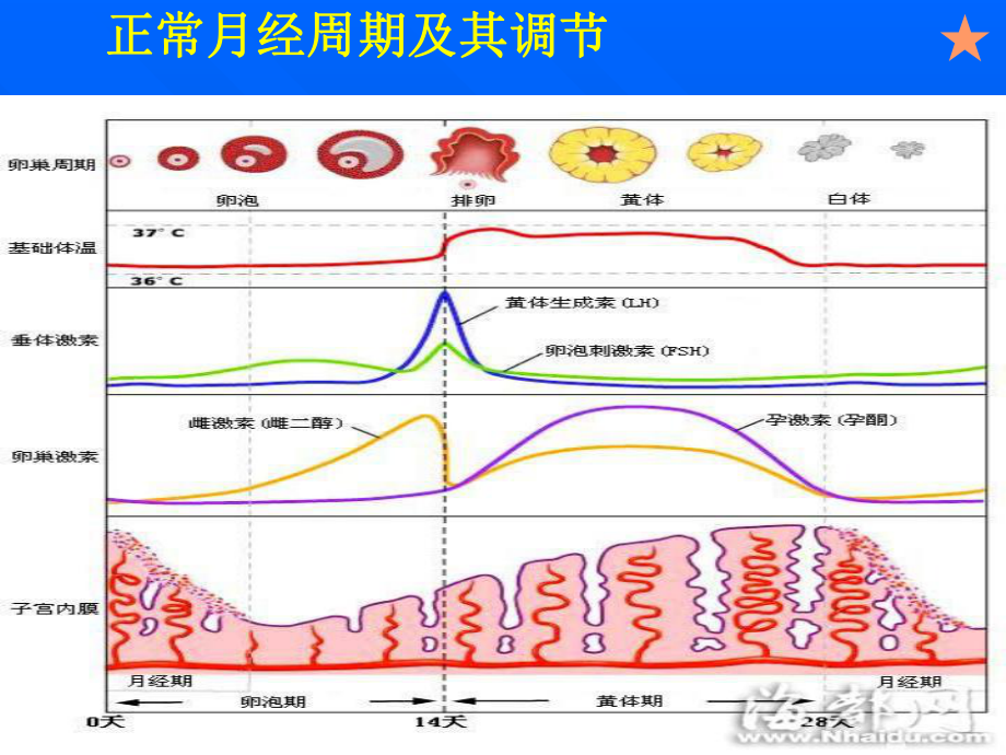 医学精品课件：7功能失调性子宫出血.ppt_第3页