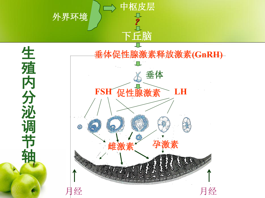 医学精品课件：7闭经.ppt_第2页