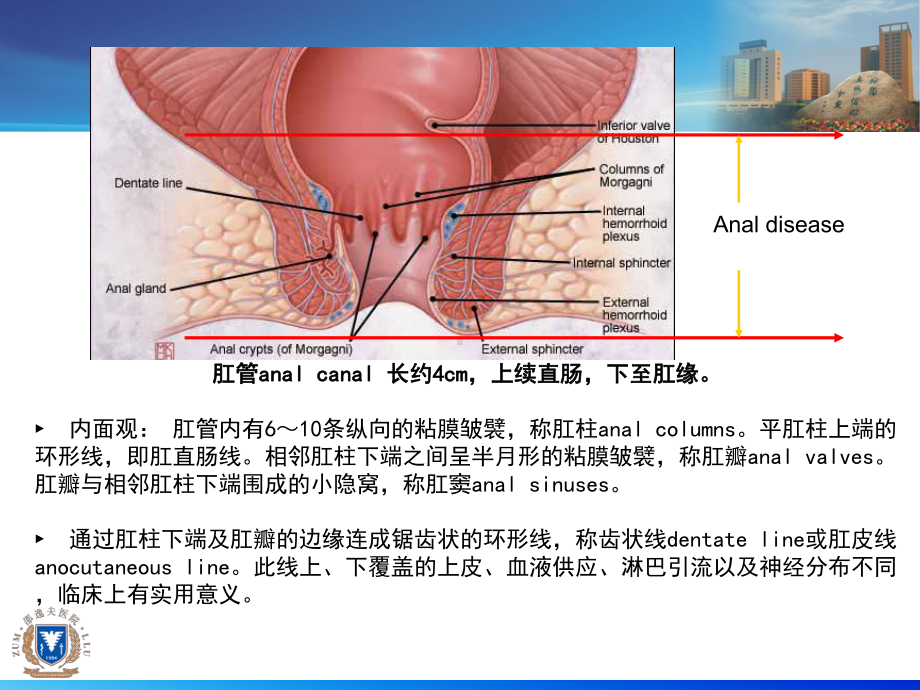 医学精品课件：9直肠肛管疾病.ppt_第3页