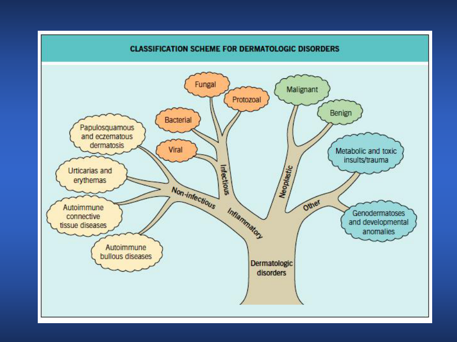 医学精品课件：1皮肤病学总论.ppt_第3页