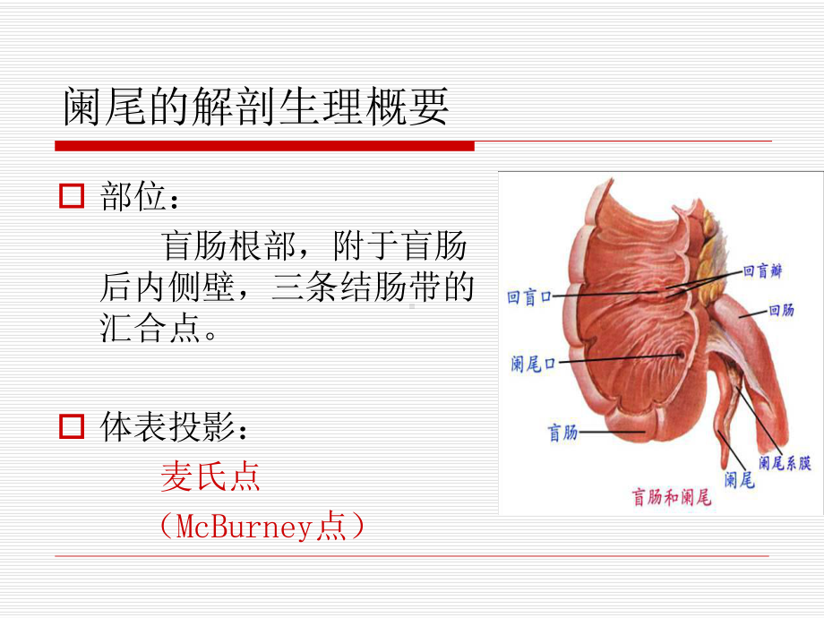 医学精品课件：2阑尾炎.ppt_第2页