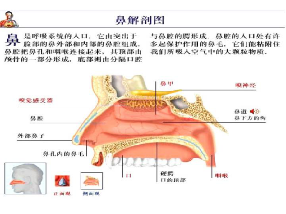 医学精品课件：4鼻腔.ppt_第3页