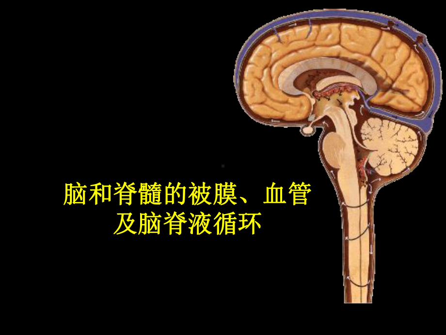 医学精品课件：J脑和脊髓的被膜.ppt_第1页