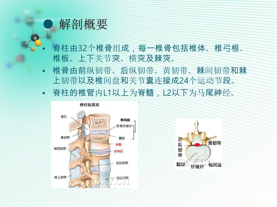 医学精品课件：脊柱脊髓损伤及骨盆骨折.ppt_第3页