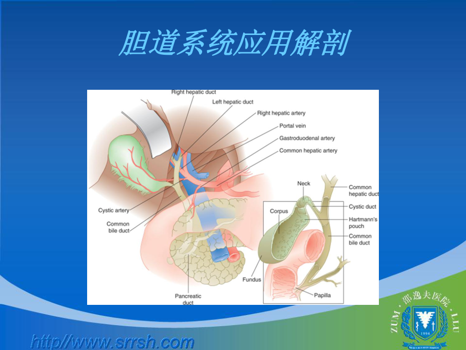 医学精品课件：8胆道疾病.ppt_第3页