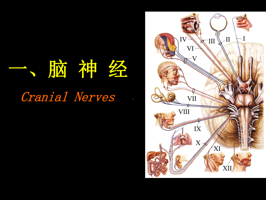 医学精品课件：脑N.ppt_第2页