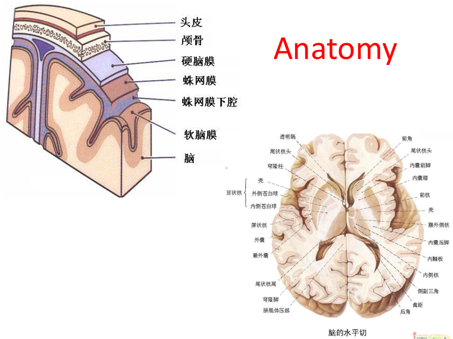 医学精品课件：review.ppt_第1页