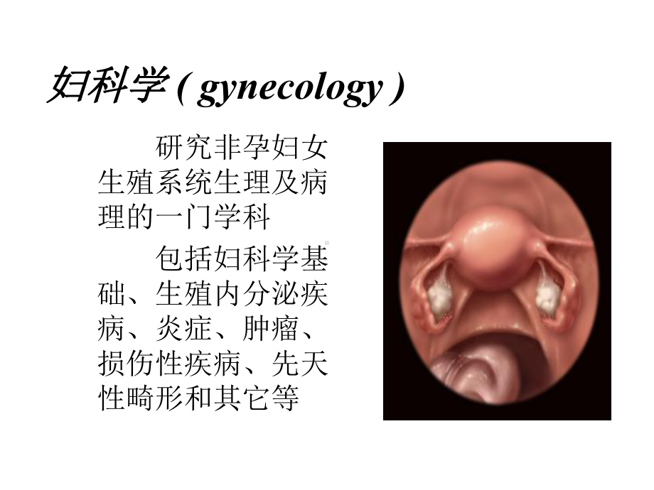 医学精品课件：1女性生殖系统解剖及生理、妊娠生理.ppt_第3页