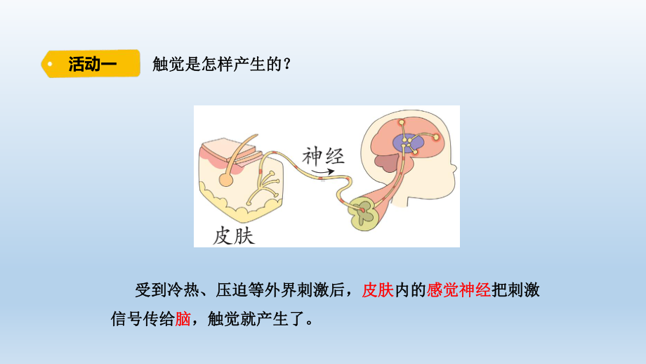 小学科学青岛版六三制六年级下册第一单元第5课《触觉》课件（2023春）.pptx_第3页