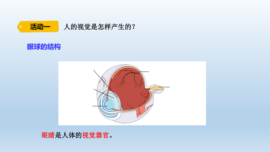 小学科学青岛版六三制六年级下册第一单元第1课《视觉》课件（2023春）.pptx_第3页