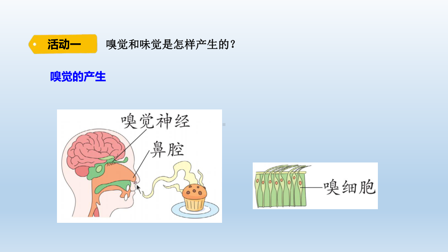 小学科学青岛版六三制六年级下册第一单元第4课《嗅觉和味觉》课件（2023春）.pptx_第3页