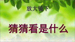 第6课 放大镜下 ppt课件-2023新辽海版三年级下册《美术》.ppt