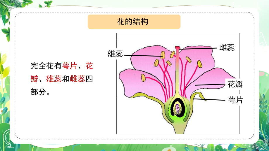 新苏教版三年级下册科学第一单元《植物开花了》第2课时课件.pptx_第2页