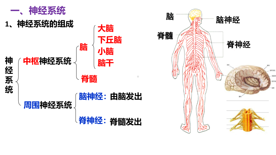 生物公开课-神经调节.pdf_第2页