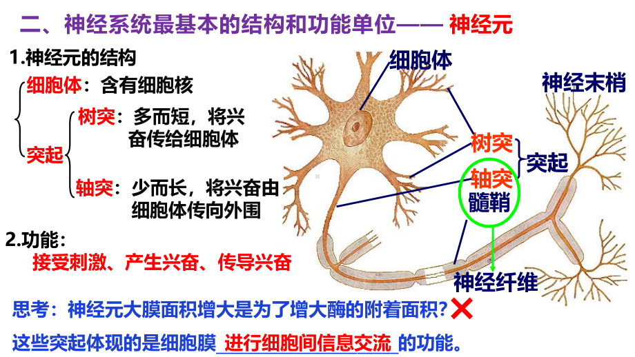 生物公开课-神经调节.pdf_第3页