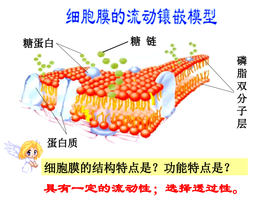 物质跨膜运输的方式.pdf_第2页