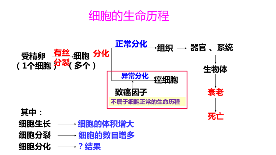 生物教学-梅细胞的生命历程第3讲 细胞分化.pptx_第3页