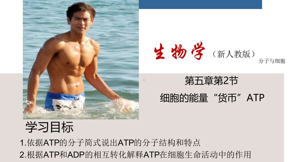 细胞的能量“货币”ATP.pdf_第1页