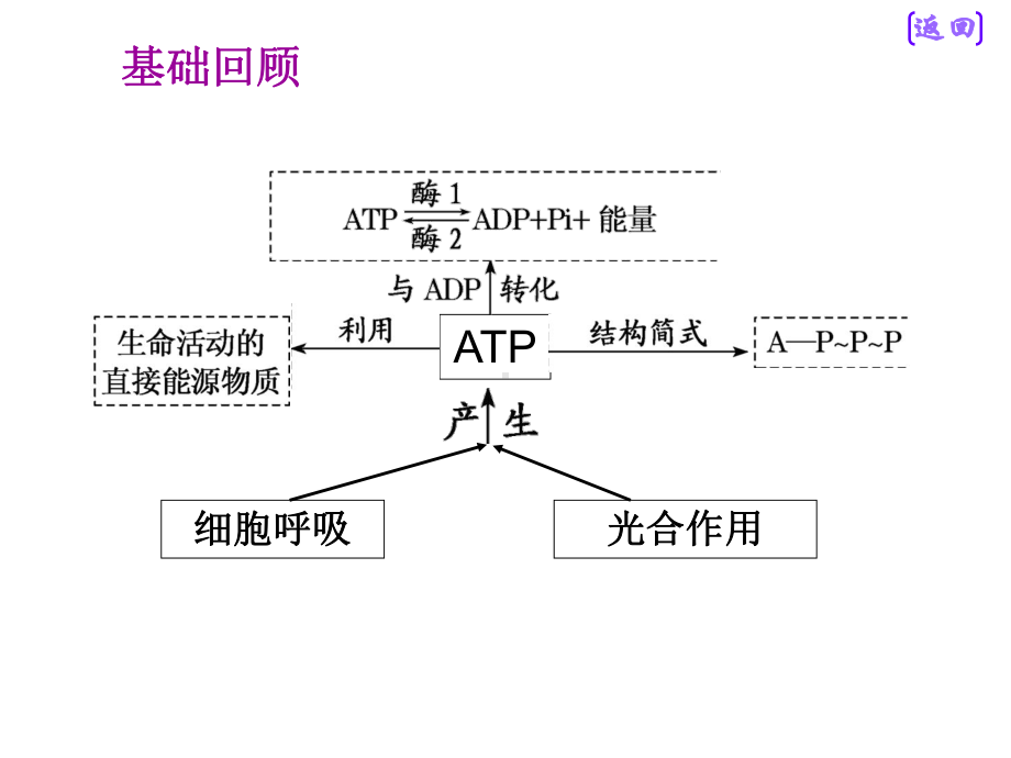 细胞的能量“通货”—ATP.ppt_第2页