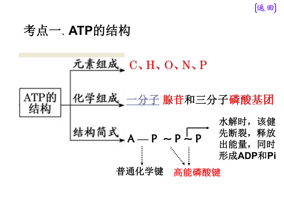 细胞的能量“通货”—ATP.ppt_第3页