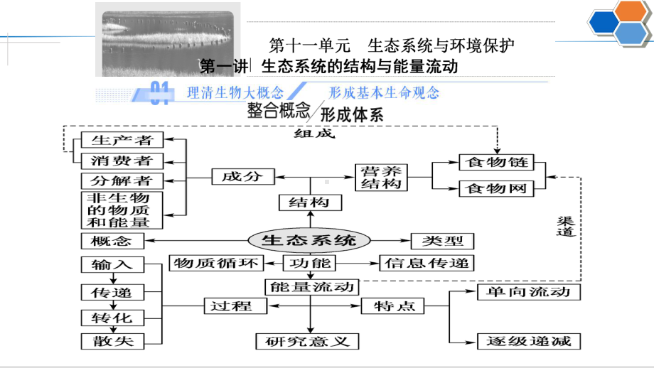 生态系统的结构公开课.pptx_第2页