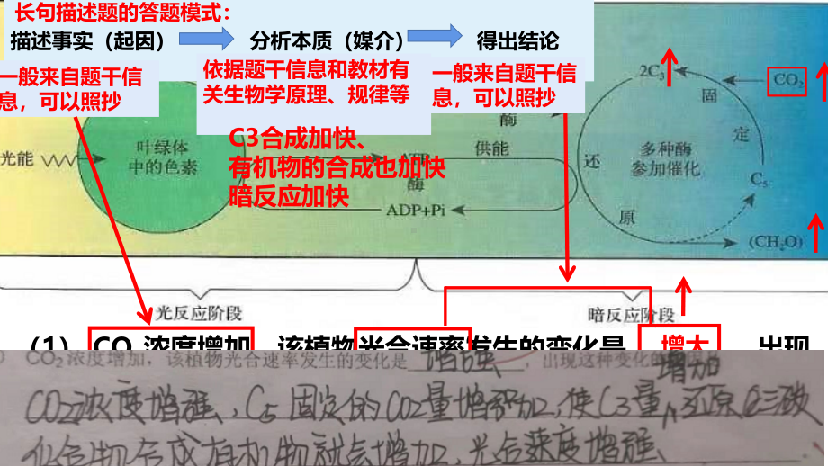 高中生物-试卷评讲.pdf_第3页