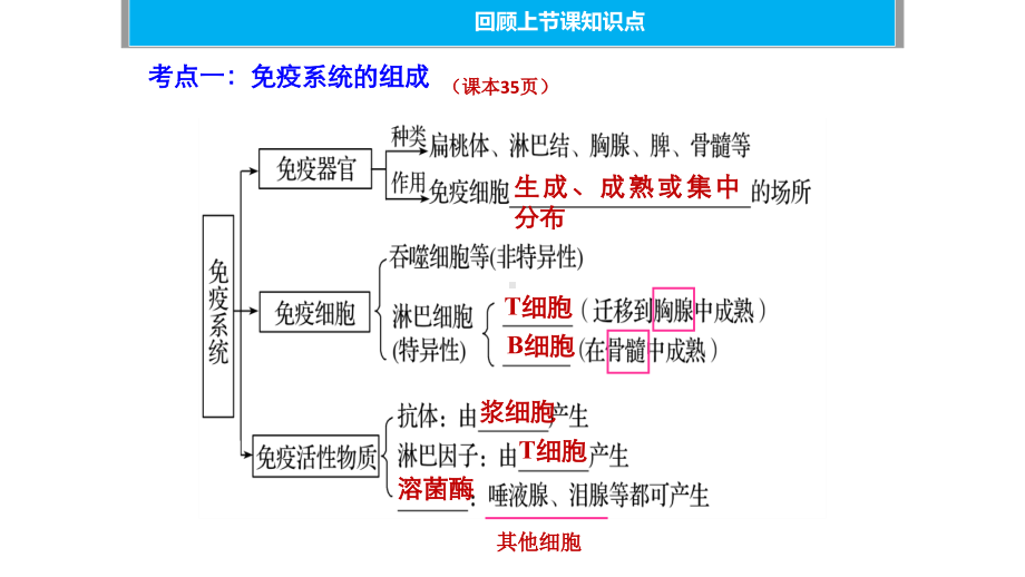 公开课免疫调节.pdf_第3页