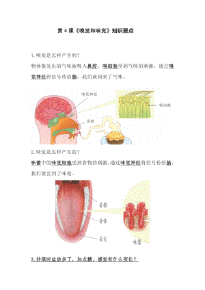 1. 4.嗅觉和味觉知识要点-2023新青岛版（六三制）六年级下册《科学》.doc