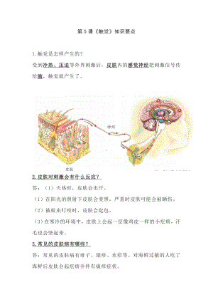 1.5 触觉知识要点-2023新青岛版（六三制）六年级下册《科学》.doc