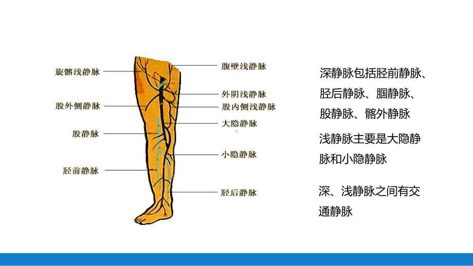 周围血管疾病病人的护理动态（ppt）资料.pptx_第3页