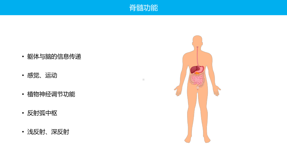 蓝色脊柱脊髓损伤的临床康复专题课程.pptx_第2页