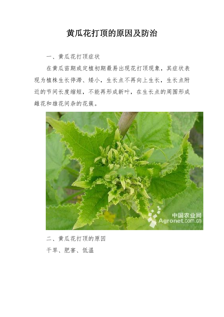 黄瓜花打顶的原因及防治.docx_第1页