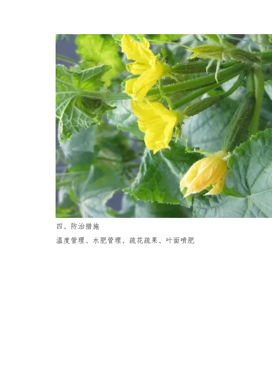 黄瓜花打顶的原因及防治.docx_第3页