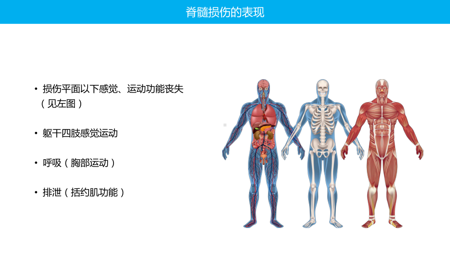 蓝色脊柱脊髓损伤的临床康复课程PPT.pptx_第3页