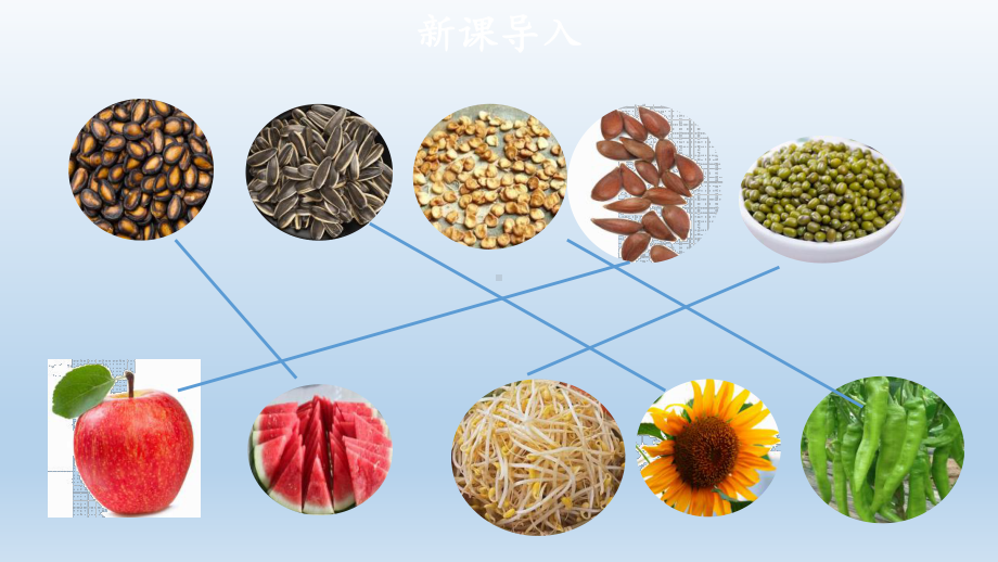 小学道德与法治二年级下册-4 试种一粒籽 （课件）.pptx_第3页