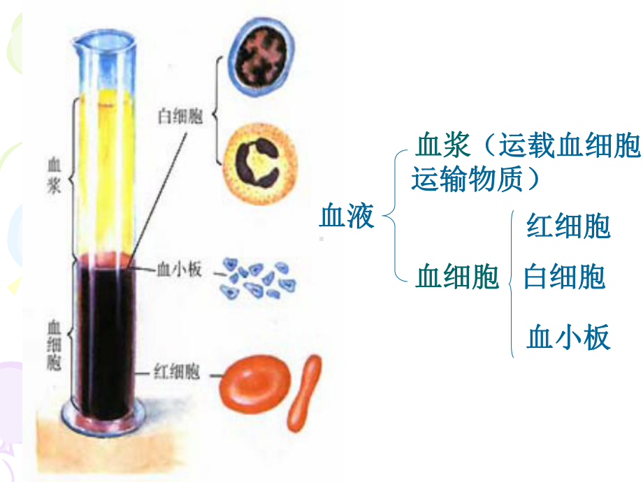 输血与血型2.ppt_第2页