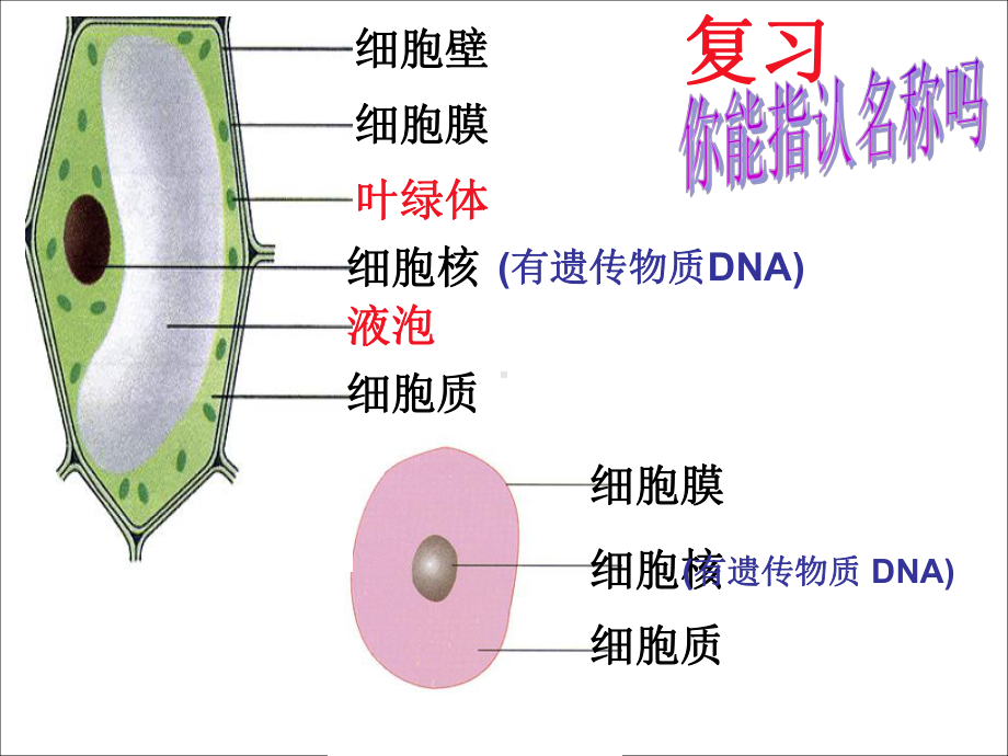 细菌PPT课件.ppt_第1页